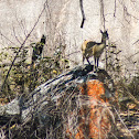 Klipspringer