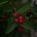 Honeysuckle