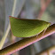 Planthopper