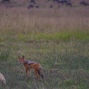 Black-backed Jackal