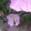 Honey bee