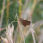 Three-spotted Skipper
