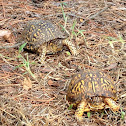 Eastern Box Turtle