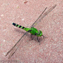 Eastern Pondhawk