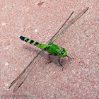 Eastern Pondhawk