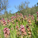 Purple Deadnettle