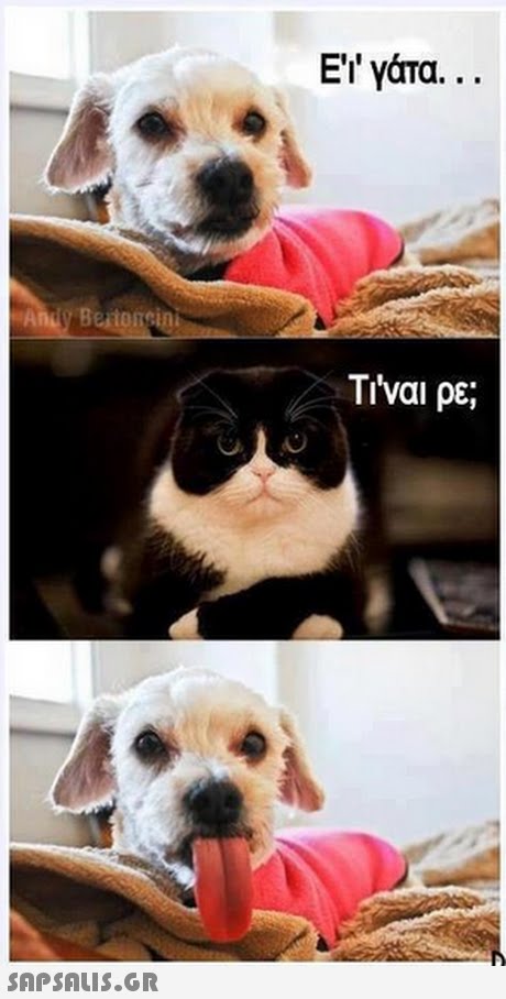 ΕΥ γάτα. Ti ναι ρε; 