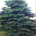 Balsam Fir