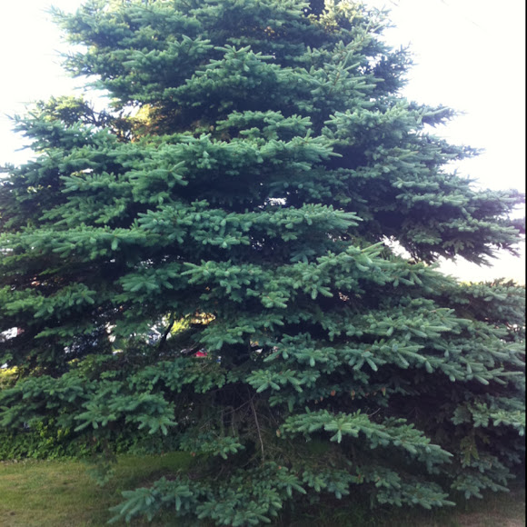 Spotting Image 1