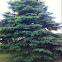 Balsam Fir