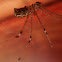 Marbled cellar spider or Daddy Longlegs