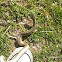 Eastern Ribbon Snake