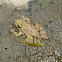 Cricket frog