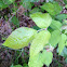 Poison ivy