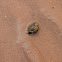 Periwinkles