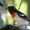 Rose Breasted Grosbeak