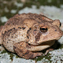 American Toad