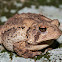 American Toad