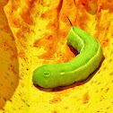 Vine Hawk Moth