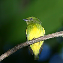 Birds of Brazil