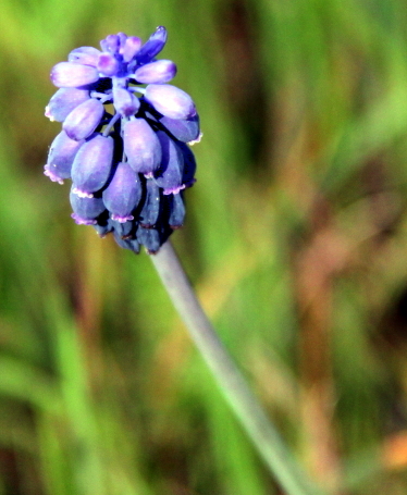 Muscari neglectum