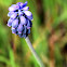 Muscari neglectum