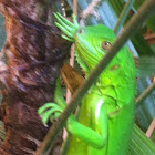 Green leguana