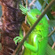 Green leguana