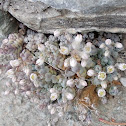 Thick-leaved Stonecrop