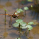 Needham's Skimmer (mating pair)