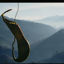 Pitcher plant