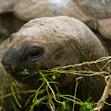 Aldabra giant tortoise