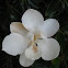 Magnolia "Little Gem"