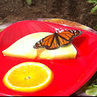 Monarch Butterfly
