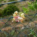 Etruscan honeysuckle