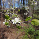 Flatwoods Plum