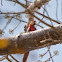 Scarlet Macaw