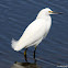 Snowy Egret