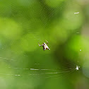 Spined micrathena spider