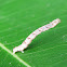 Caterpillar