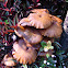 Chanterelle