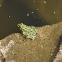 Northern Leopard Frog
