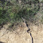 Gopher snake