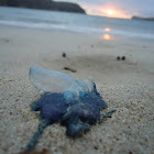 Portuguese Man o' War or Bluebottle