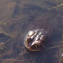 American Toad