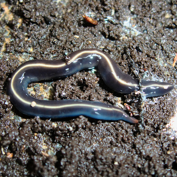 Native blue flatworms Project Noah