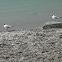 Brown-headed Gull