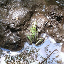 Southern Leopard Frog