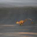 Eastern gray squirrel