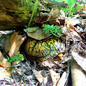 Eastern Box Turtle